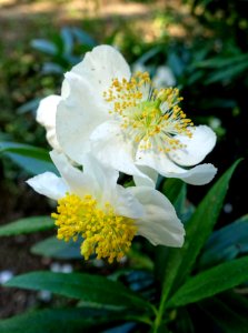 Carpenteria californica - Mildred E. Mathias Botanical Garden - University of California, Los Angeles - DSC02973