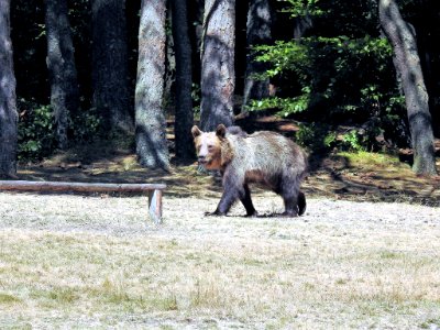 Carpathian Brown Bear (232367505) photo