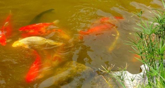 Carp - Morikami Museum and Japanese Gardens - Palm Beach County, Florida - DSC03510