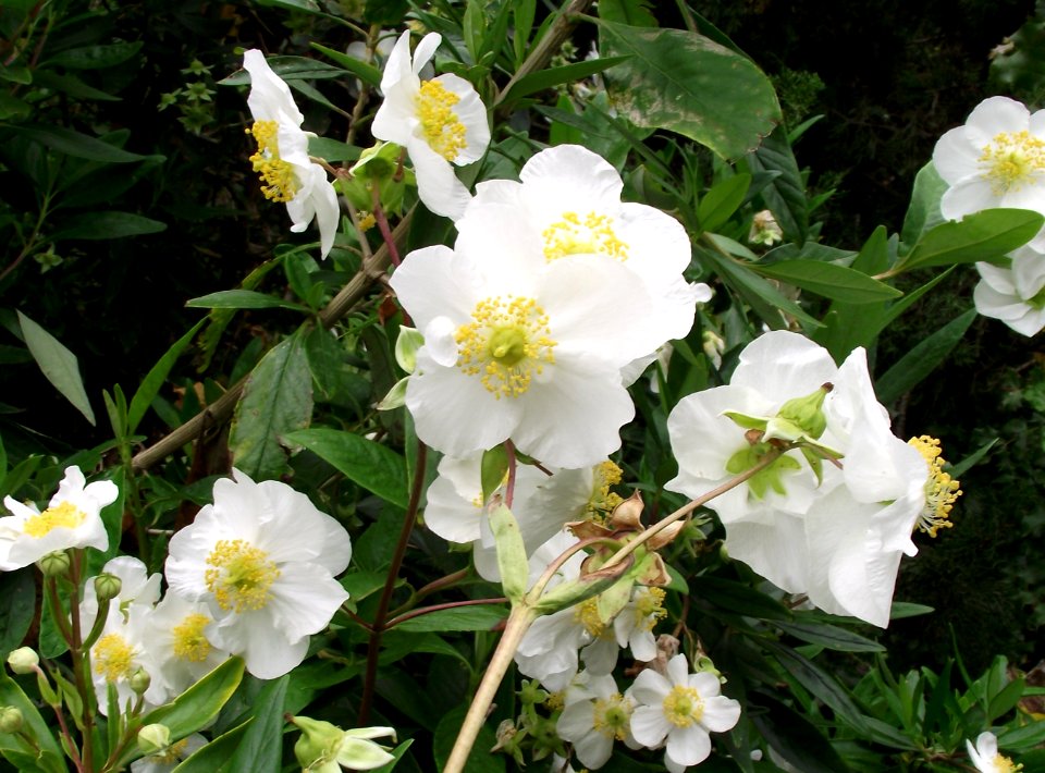 Carpenteria californica