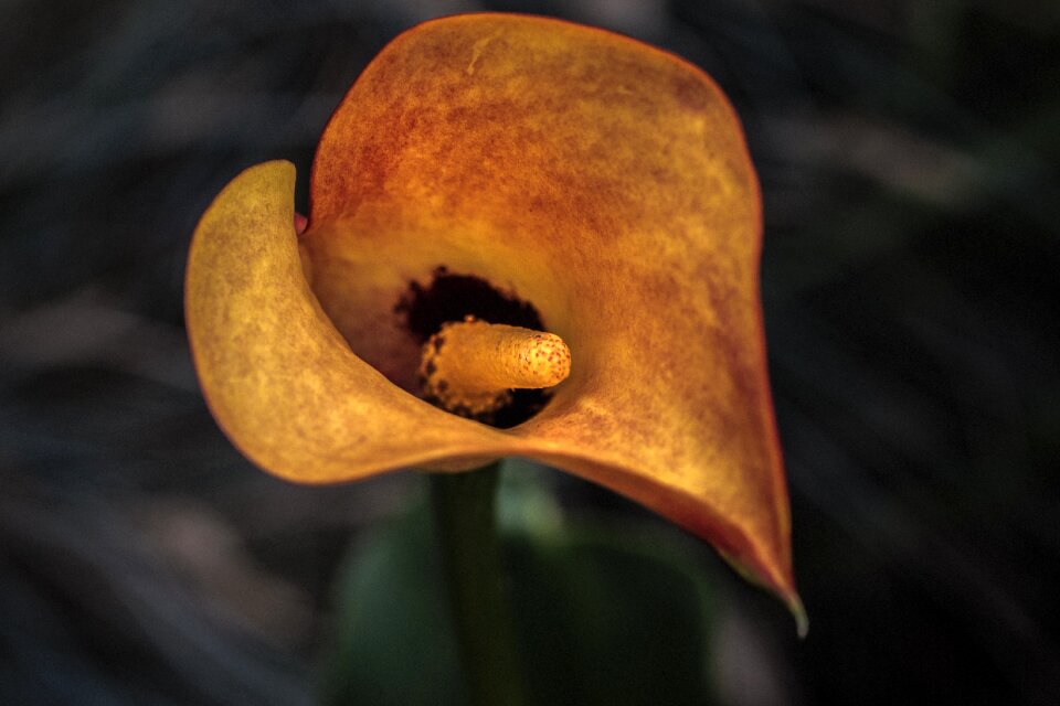 Blossom bloom plant
