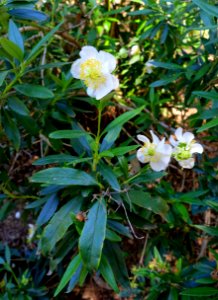 Carpenteria californica - Mildred E. Mathias Botanical Garden - University of California, Los Angeles - DSC02971