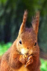Animals nature portrait