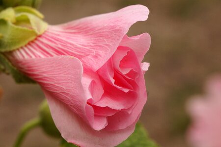 Flower plant mallow