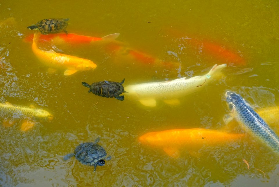 Carp and turtles - Morikami Museum and Japanese Gardens - Palm Beach County, Florida - DSC03504