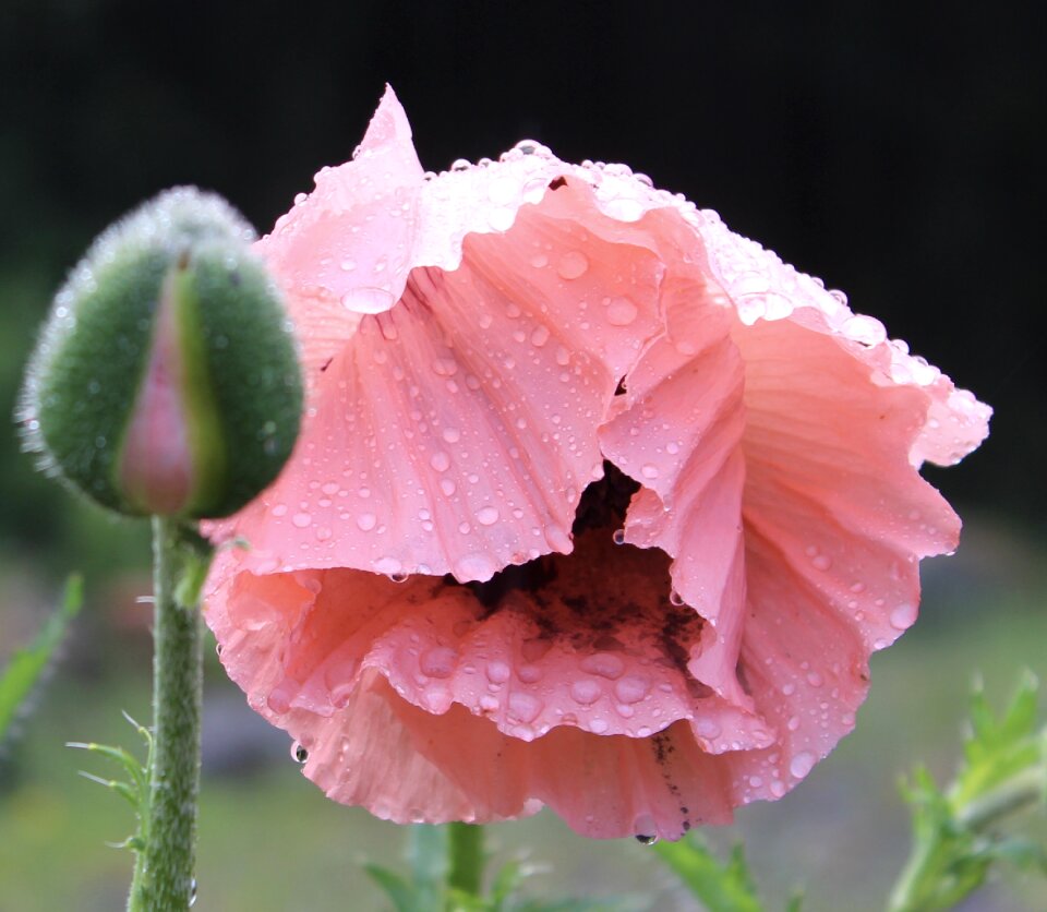 Flower nature green