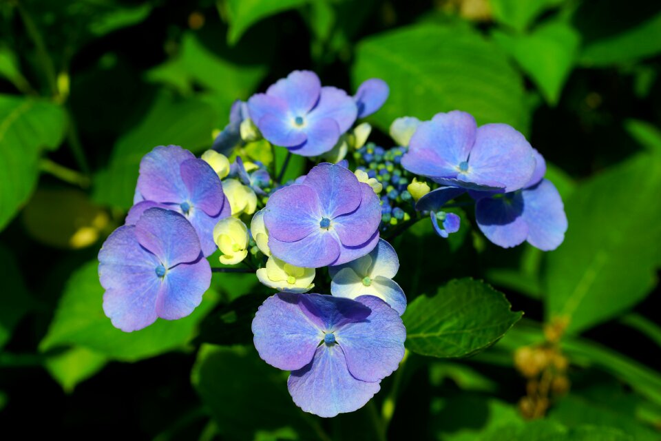 Plant ornamental plant flowers