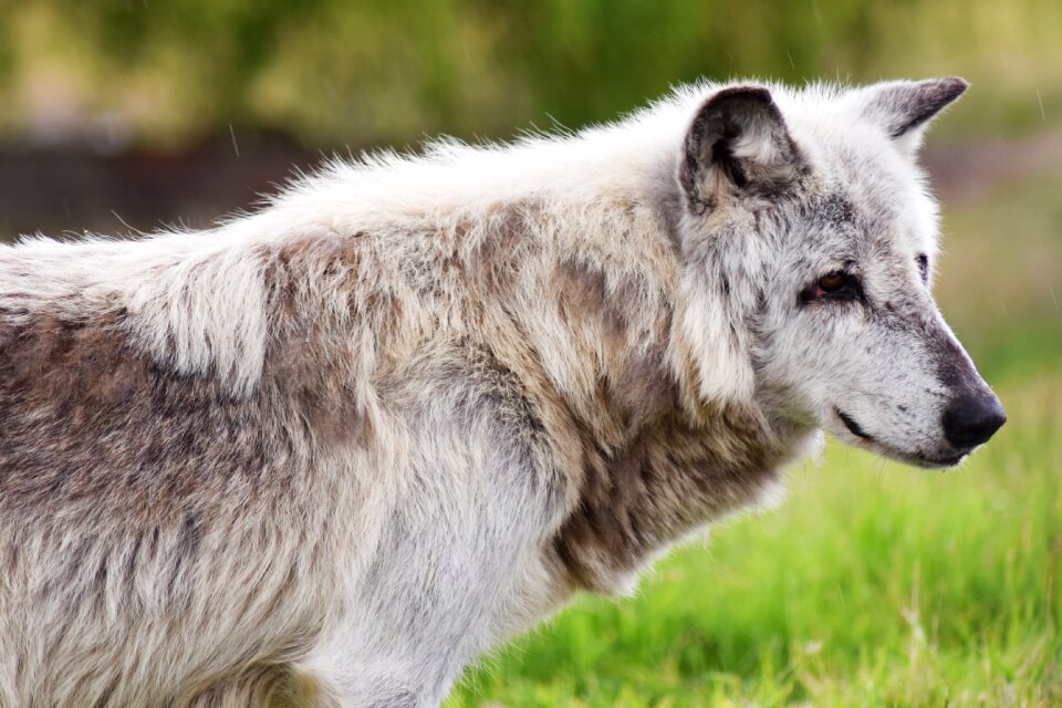 Predator wolves pack