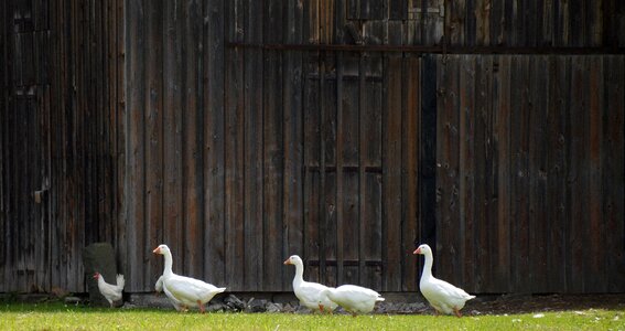 Barn backdrop farmhouse