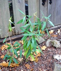 Carpenteria californica - Regional Parks Botanic Garden, Berkeley, CA - DSC04304