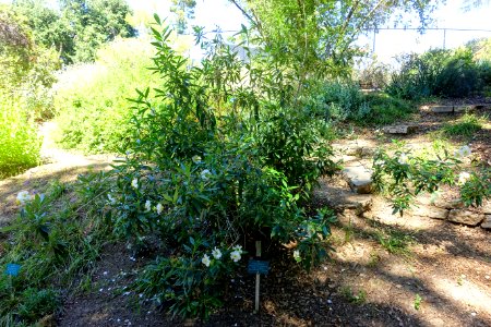 Carpenteria californica - Mildred E. Mathias Botanical Garden - University of California, Los Angeles - DSC02969