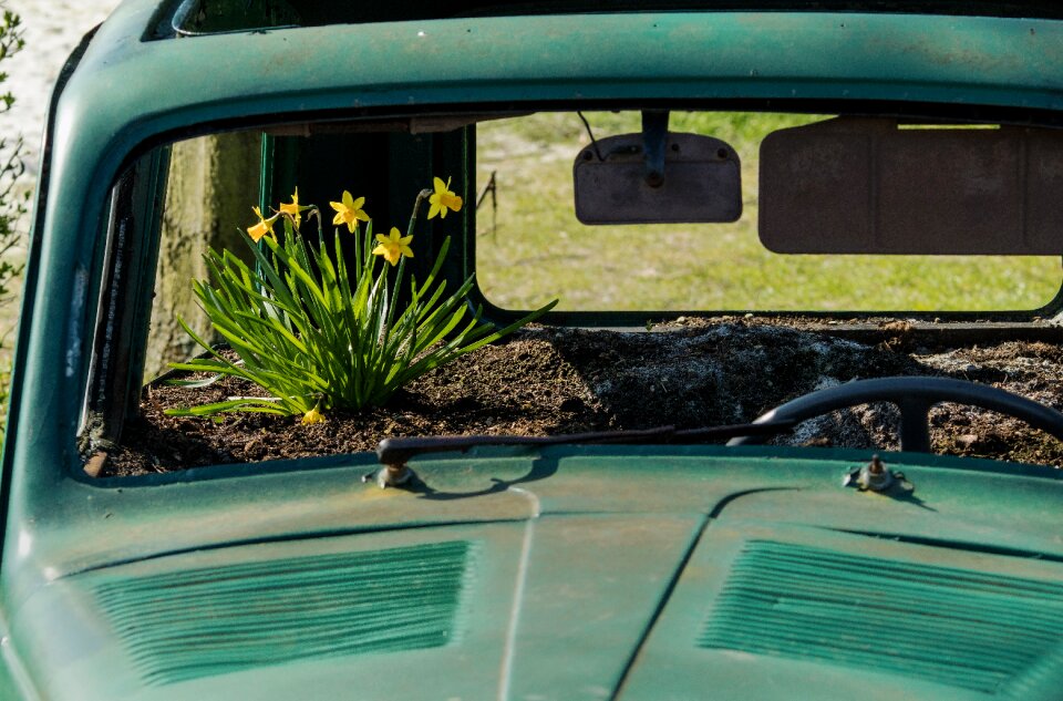 Daffodils wreck car cemetery