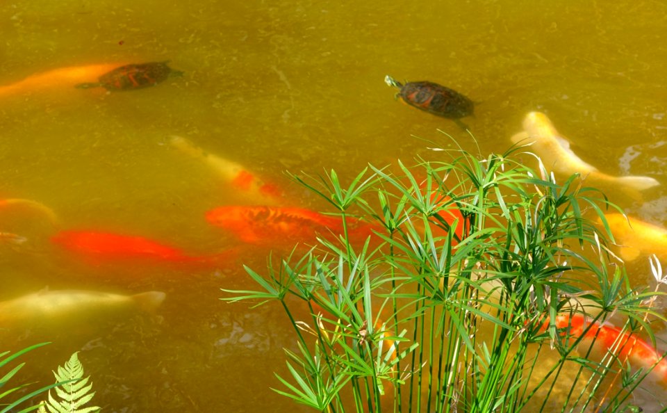 Carp and turtles - Morikami Museum and Japanese Gardens - Palm Beach County, Florida - DSC03498