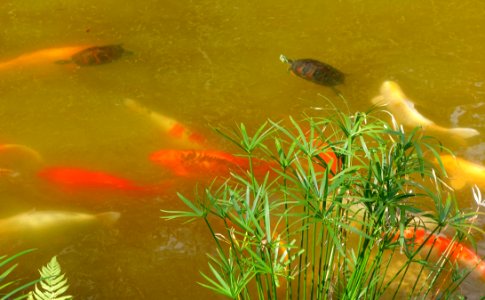 Carp and turtles - Morikami Museum and Japanese Gardens - Palm Beach County, Florida - DSC03498