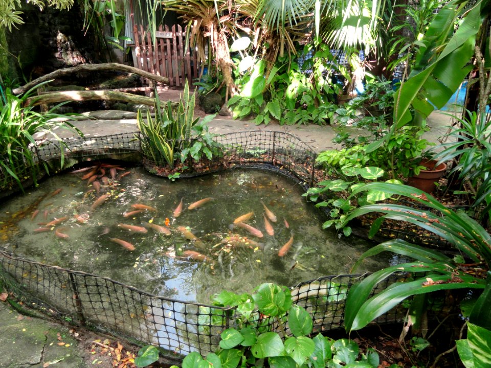 Carp - Guam Zoological, Botanical and Marine Garden - DSC01040