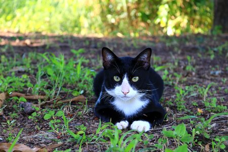 Animals home cat thailand