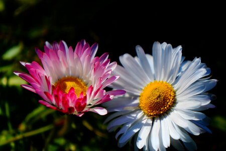 Flowers plants daisies