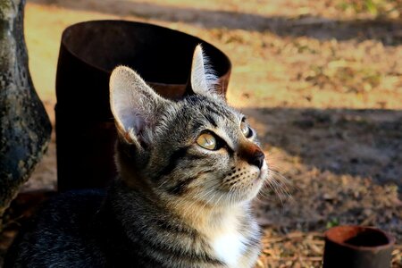 Animals home cat thailand