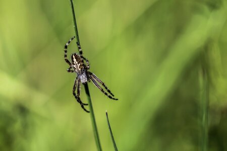 Nature animal macro photo