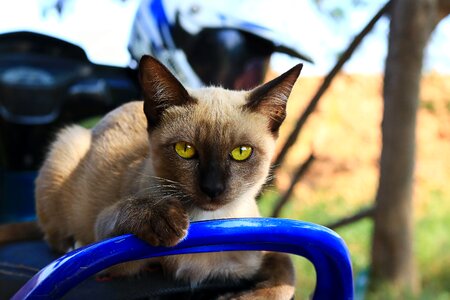 Animals home cat thailand