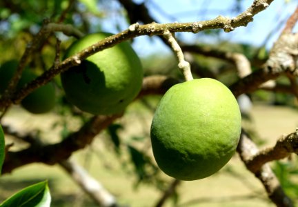 Casimiroa edulis - Fruit and Spice Park - Homestead, Florida - DSC08985