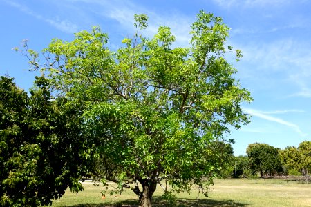 Casimiroa edulis - Fruit and Spice Park - Homestead, Florida - DSC08989