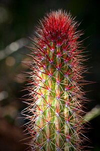 Green nature prickly