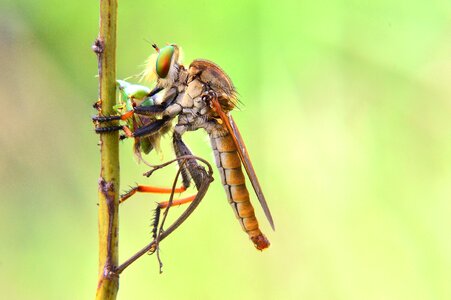 Insect animal wildlife photo