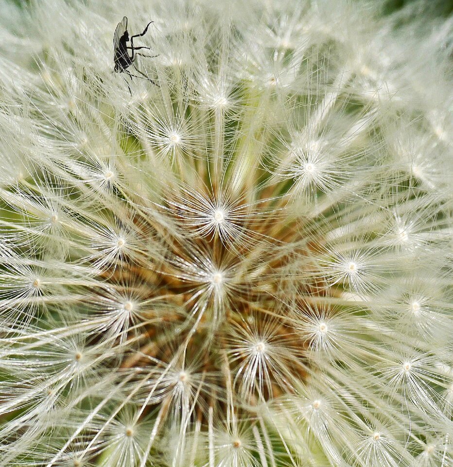 Nature flower seeds