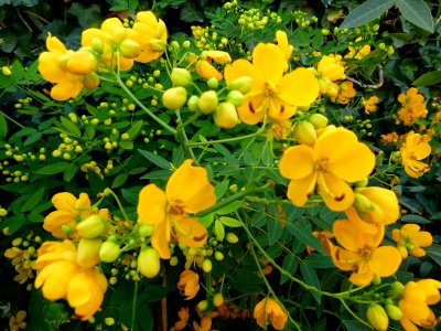 Cassia floribunda