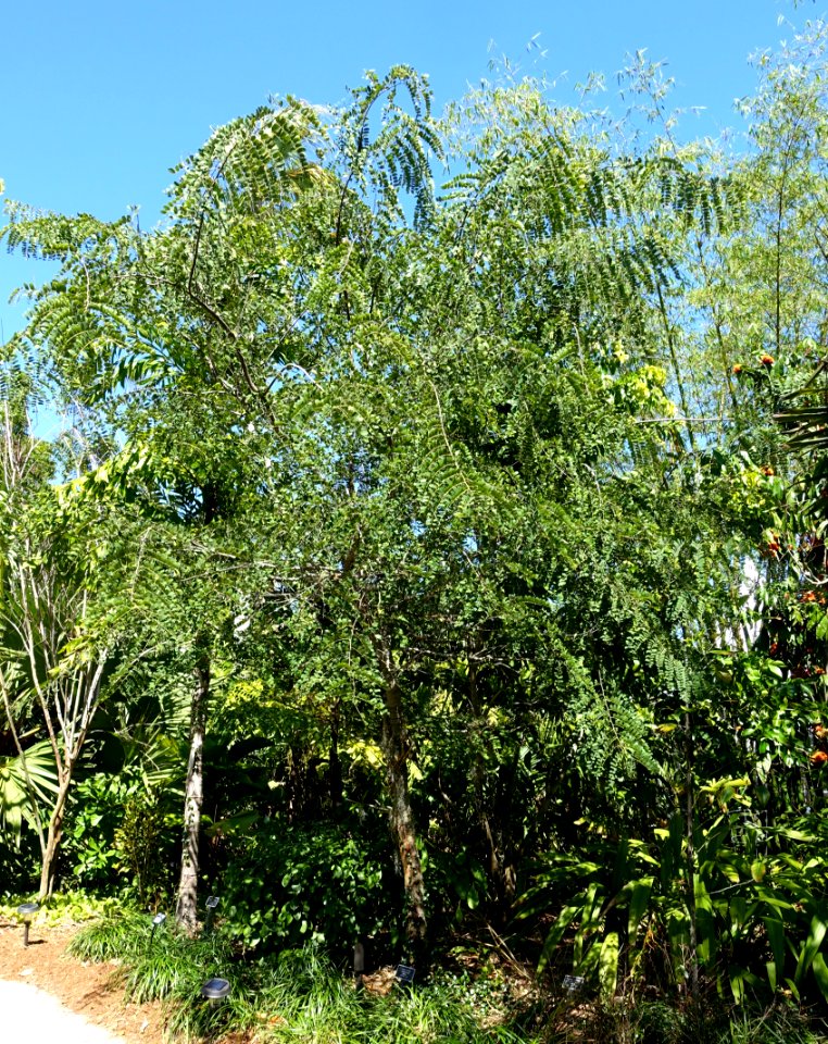 Cassia roxburghii - Naples Botanical Garden - Naples, Florida - DSC09791