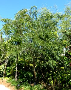 Cassia roxburghii - Naples Botanical Garden - Naples, Florida - DSC09791