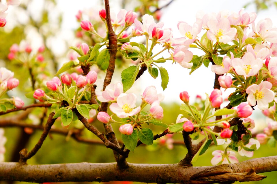 Fruit flowers twigs