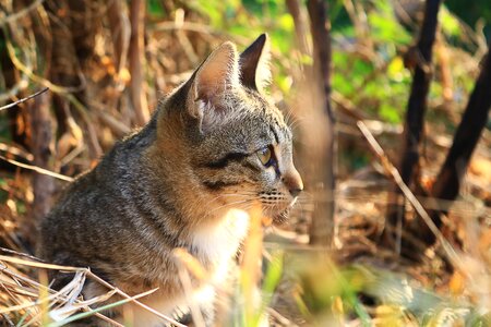 Animals home cat thailand
