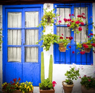 Flower plant flowerpot photo