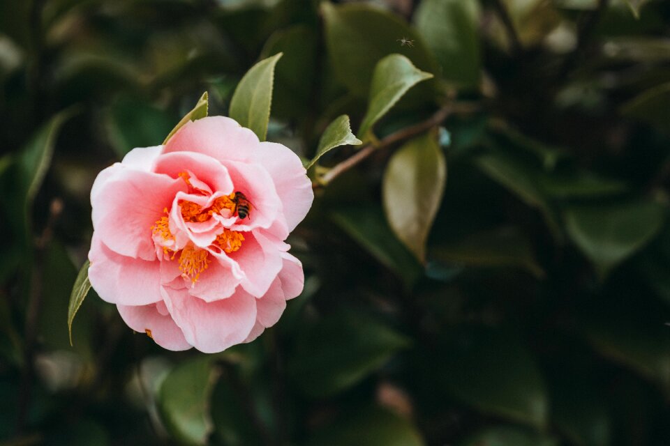 Blossom pink garden