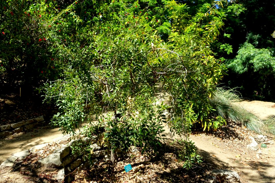Cassia brewsteri - Mildred E. Mathias Botanical Garden - University of California, Los Angeles - DSC02737