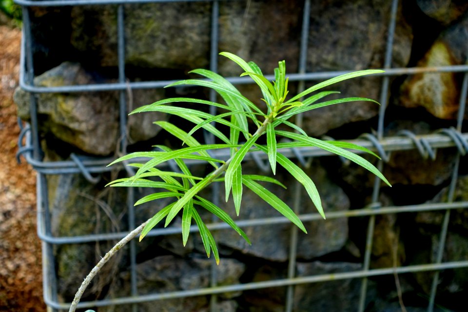 Cascabela thevetioides (Thevetia thevetioides) - Shinjuku Gyo-en Greenhouse - Tokyo, Japan - DSC05748