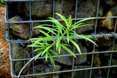 Cascabela thevetioides (Thevetia thevetioides) - Shinjuku Gyo-en Greenhouse - Tokyo, Japan - DSC05748