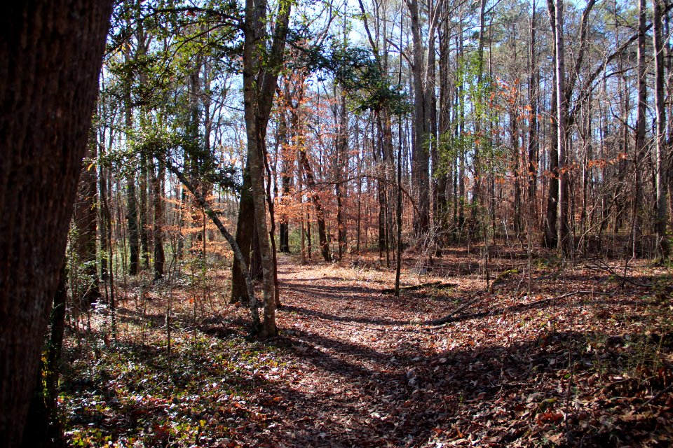 Cascade Springs Nature Preserve, Atlanta, December 2018 7