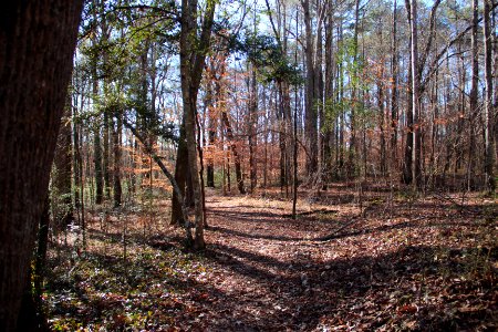 Cascade Springs Nature Preserve, Atlanta, December 2018 7