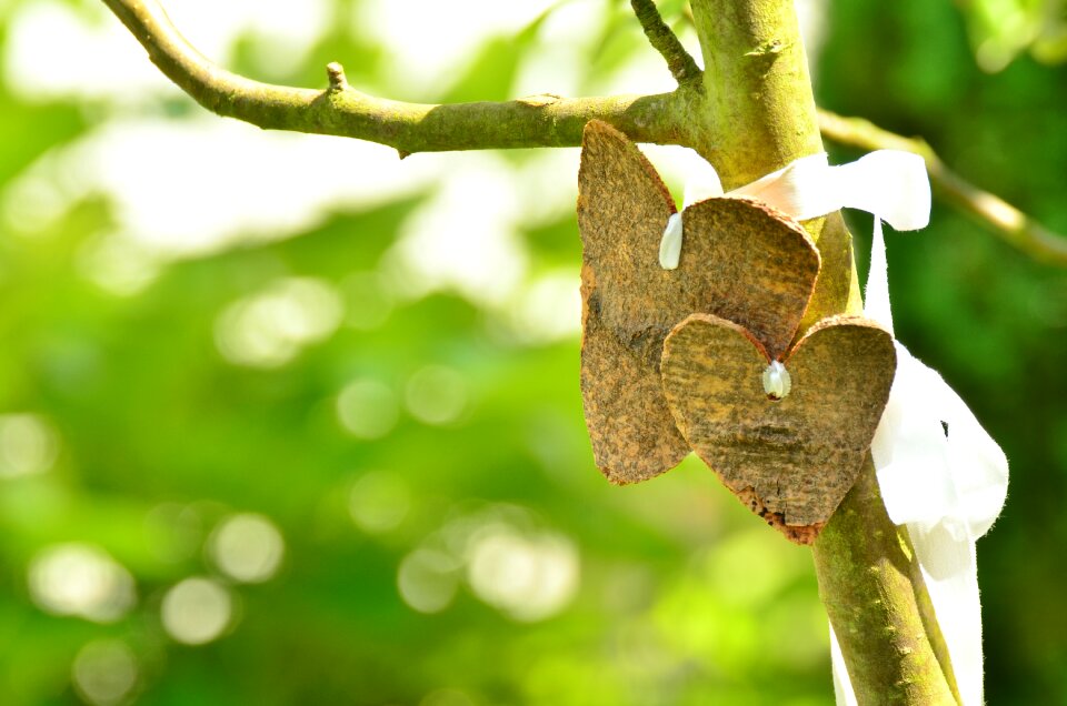 Tree wedding valentine's day