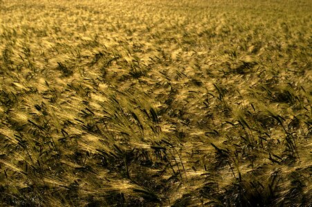 Agriculture spikes plants