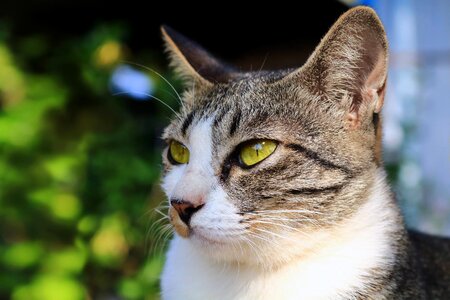 Animals home cat thailand