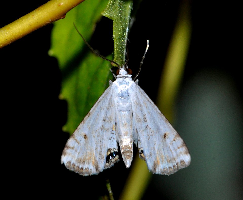 Cataclysta-lemnata-Bad-Schwartau