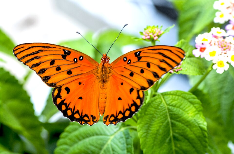 Insect flower garden