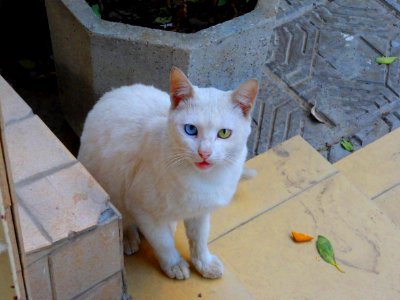 Cat with Two Colour Eyes photo