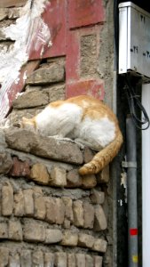 Cat on wall - Nishapur 2