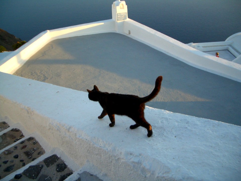 Cat walking on a wall in Santorin