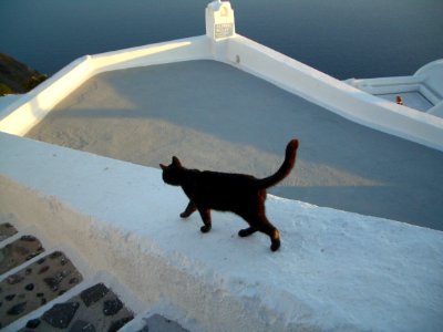 Cat walking on a wall in Santorin photo